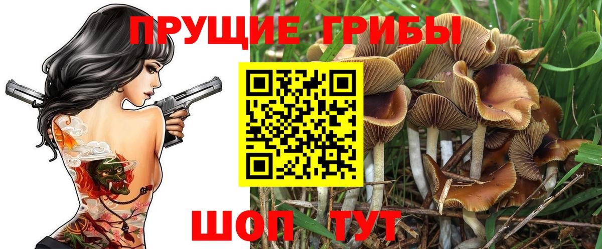Лысьва  Галлюциногенные грибы Psilocybine cubensis  Вход с VPN 